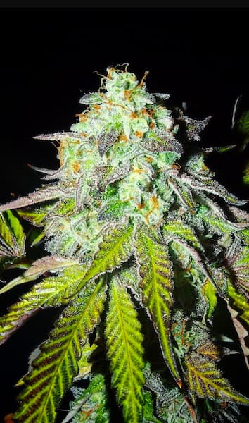 Pink Paletas > Karma Genetics | Feminized Cannabis   |  Hybrid
